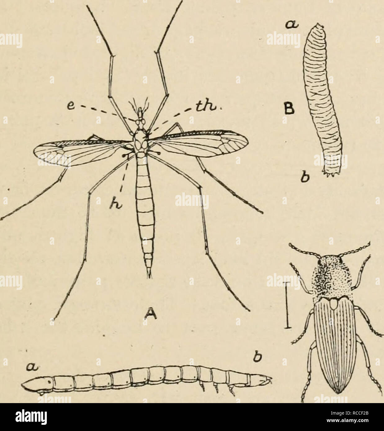 . Diversions of a naturalist. Natural history. DADDY-LONG-LEGS 217 size, are present in them in a very much dwindled condi- tion. Since most of our common flies are very small it is. D ^ Fig. 22. A, The Crane-fly (Daddy-Long-Legs), Tipula oleracea. e, the left eye ; /i, one of the balancers or &quot; halleres,&quot; which are the modified second pair of wings ; ^/i, the thorax. Natural size. B, The &quot;Leather-jacket,&quot; the grub of the crane-fly. a, head ; d, tail. Natural size. C, The Click-beetle or Skip-jack, Elater obscurus. The line beside it shows its natural size. D, The true Wire Stock Photo