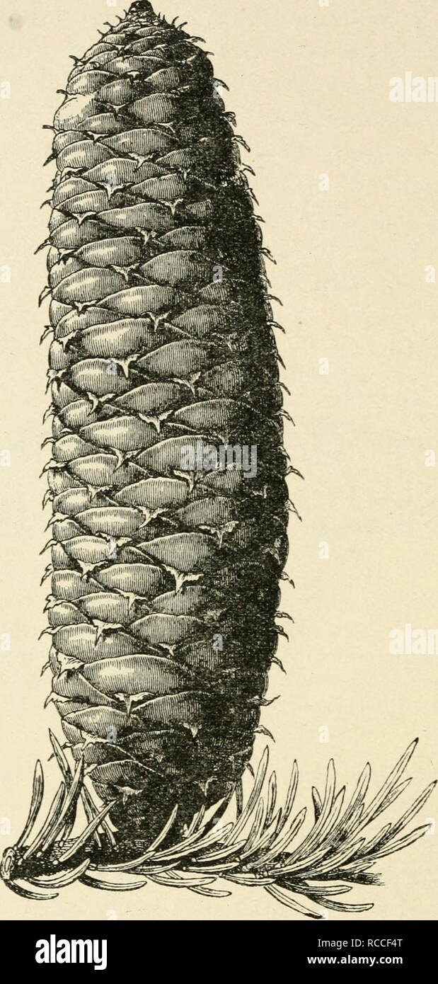 . Diversions of a naturalist. Natural history. 3i6 DIVERSIONS OF A NATURALIST. Fig. 35.—The upright spine-bearing cone of the Silver Fir, Abies pectinata. The cones vary from this size to one-third as long again. (Copied from Veitch's &quot; Manual of the Coni- ferse,&quot; by kind permission of Messrs. Veitch.) silver fir (Fig. 35). It has a triangular re-curved point, which gives the cones of that species a characteristic. Please note that these images are extracted from scanned page images that may have been digitally enhanced for readability - coloration and appearance of these illustratio Stock Photo