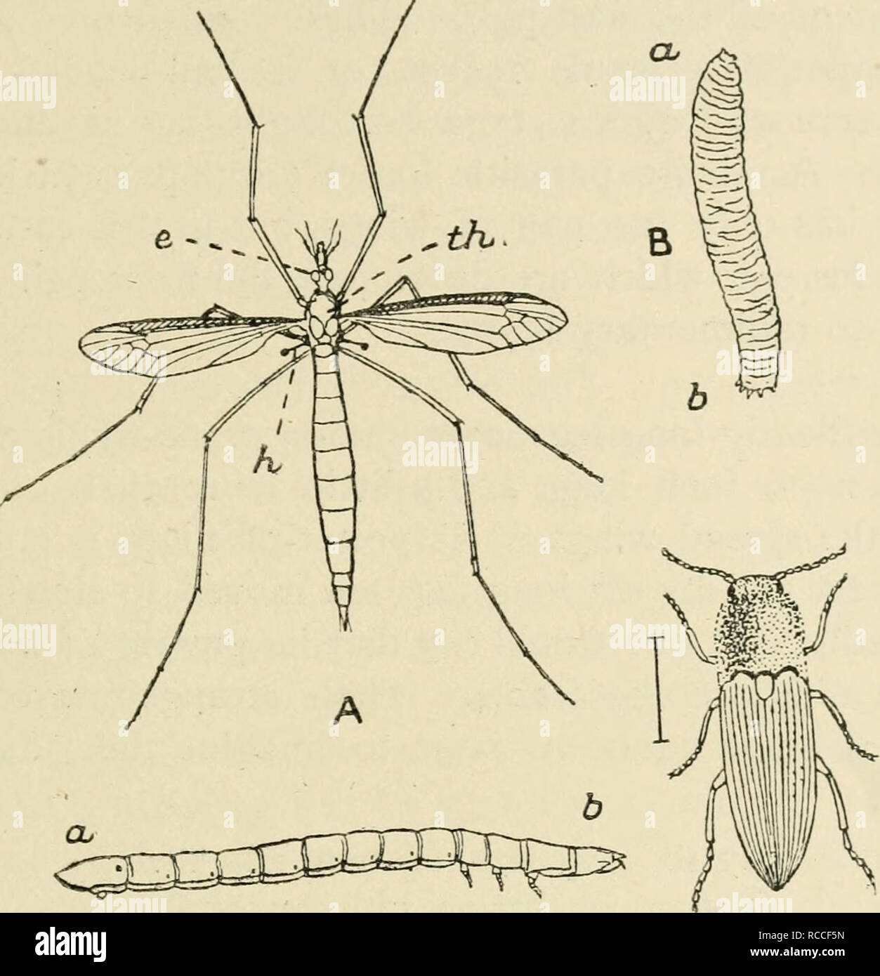 . Diversions of a naturalist. Natural history. DADDY-LONG-LEGS 217 size, are present in them in a very much dwindled condi- tion. Since most of our common flies are very small it is. D ^ Fig. 22. A, The Crane-fly (Daddy-Long-Legs), Tipula oleracea. e, the left eye ; h, one of the balancers or &quot; halteres,&quot; which are th, the thorax. Natural the modified second pair of wings ; head B, The &quot;Leather-jacket,&quot; the grub of the crane-fly. b, tail. Natural size. C, The Click-beetle or Skip-jack, Elater obscurus. The line beside it shows its natural size. D, The true Wire-worm or grub Stock Photo