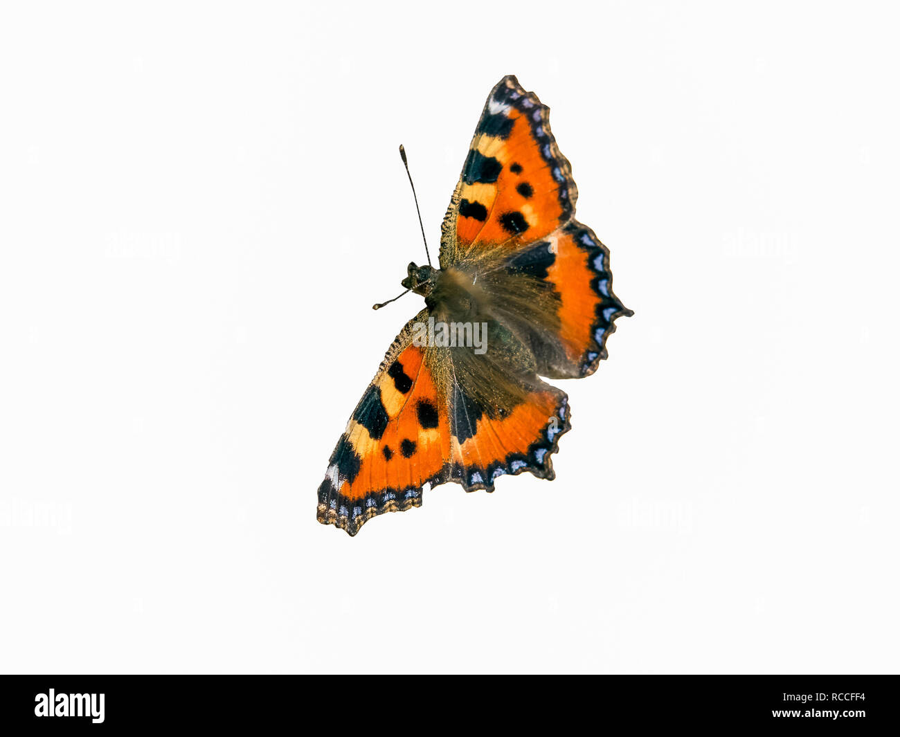 Butterfly isolated White Background Stock Photo - Alamy