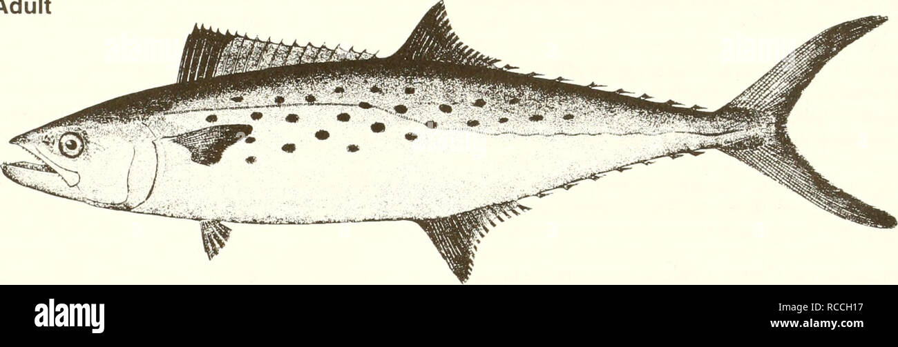 . Distribution and abundance of fishes and invertebrates in Gulf of Mexico estuaries. Fishes -- Mexico, Gulf of; Estuaries -- Mexico, Gulf of. Spanish mackerel Scomberomorus maculatus Adult. 10 cm (fromGoode 1884) Common Name: Spanish mackerel Scientific Name: Scomberomorus maculatus Other Common Names: mackerel, horse mackerel, bay mackerel, spotted mackerel, Spaniard, spotted cybium (Earll 1883, Pew 1966); thazard tachete (French); caritepintado, sierra (Spanish) (Fischer 1978, NOAA1985). Classification (Robins et al. 1991) Phylum: Chordata Class: Osteichthyes Order: Perciformes Family: Scom Stock Photo