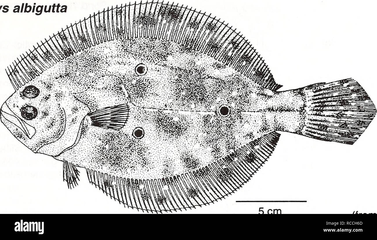 Distribution and abundance of fishes and invertebrates in Gulf of Mexico  estuaries / project team, David M. Nelson (editor) ... [et al.]. Fishes  Mexico, Gulf of.. Gulf flounder Paralichthys albigutta Adult.