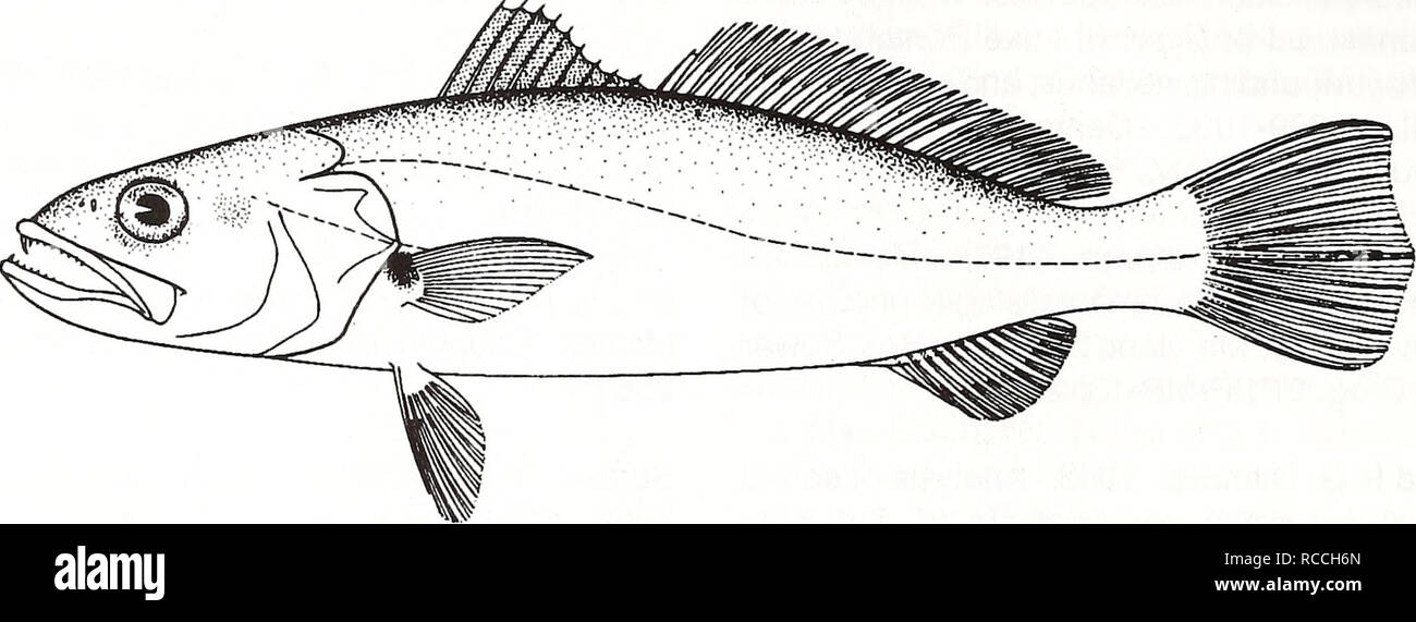 . Distribution and abundance of fishes and invertebrates in Gulf of Mexico estuaries / project team, David M. Nelson (editor) ... [et al.]. Fishes Mexico, Gulf of.. Sand seatrout Cynoscion arenarius Adult. 8 cm (from Fischer 1978) Common Name: sand seatrout Scientific Name: Cynoscion arenarius Other Common Names: white trout (Benson 1982, Sutter and Mcllwain 1987); sand trout (Hoese and Moore 1977); sand weakfish, acoupa ctesab/e (French), corvinata de arena (Spanish) (Fischer 1978, NOAA 1985). Classification (Robins et al. 1991) Phylum: Chordata Class: Osteichthyes Order: Perciformes Family:  Stock Photo