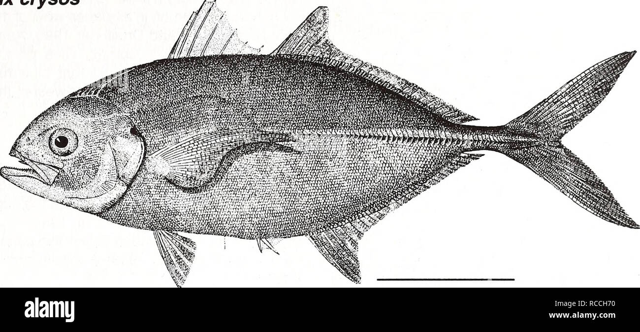 . Distribution and abundance of fishes and invertebrates in Gulf of Mexico estuaries / project team, David M. Nelson (editor) ... [et al.]. Fishes Mexico, Gulf of.. Blue runner Caranx crysos Adult. 10 cm (from Goode 1884) Common Name: blue runner Scientific Name: Caranx crysos Other Common Names: jager boca, bau, deep water cavaly (McKenney et. al. 1958); carangue coubal (French), cojinuda negra (Spanish) (Fischer 1978, NOAA1985). Classification (Robins et al. 1991) Phylum: Chordata Class: Osteichthyes Order: Perciformes Family: Carangidae Value Commercial: The blue runner is one of the most c Stock Photo