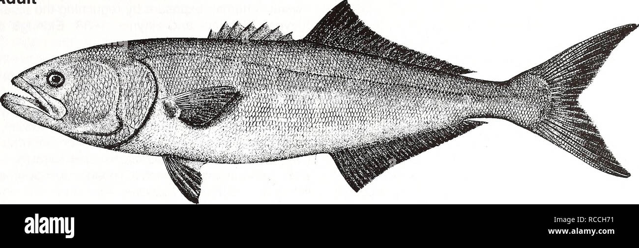 . Distribution and abundance of fishes and invertebrates in Gulf of Mexico estuaries / project team, David M. Nelson (editor) ... [et al.]. Fishes Mexico, Gulf of.. Pomatomus saltatrix Adult. 25 cm (from Goode 1884) Common Name: bluefish Scientific Name: Pomatomus saltatrix Other Common Names: blue, tailor, snapper, elf, fatback, snap mackerel, skipjack, snapping mackerel, horse mackerel, greenfish, skip mackerel, chopper, Hatteras blue (Wilk 1977); tesse/ga/(French), anchova de banco (Spanish) (Fischer 1978, NOAA 1985). Classification (Robins et al. 1991) Phylum: Chordata Class: Osteichthyes  Stock Photo