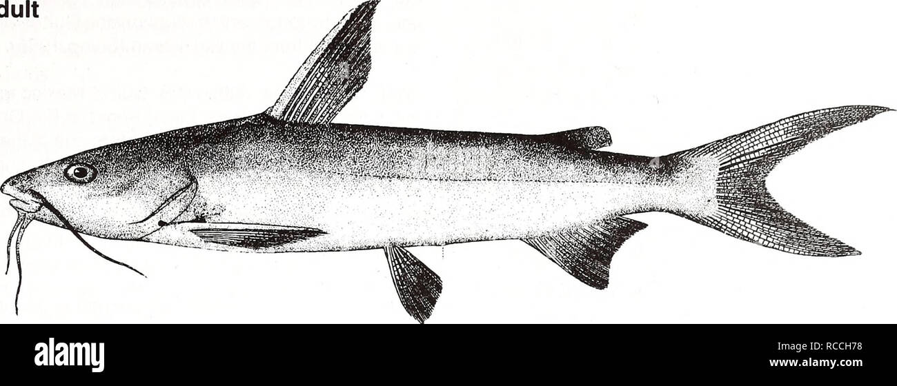 . Distribution and abundance of fishes and invertebrates in Gulf of Mexico estuaries / project team, David M. Nelson (editor) ... [et al.]. Fishes Mexico, Gulf of.. Hardhead catfish Arius felis Adult. 5 cm (fromGoode 1884) Common Name: hardhead catfish Scientific name: Arius felis Other Common Names: sea catfish, hardhead, silver cat, tourist trout (Arnold et al. 1960, Benson 1982, Breuer 1957, Bryan 1971, Christmas and Waller 1973); machoiron chat (French), bagregato (Spanish) (Fischer 1978). Classification (Robins et al. 1991) Phylum: Chordata Class: Osteichthyes Order: Cypriniformes Family: Stock Photo