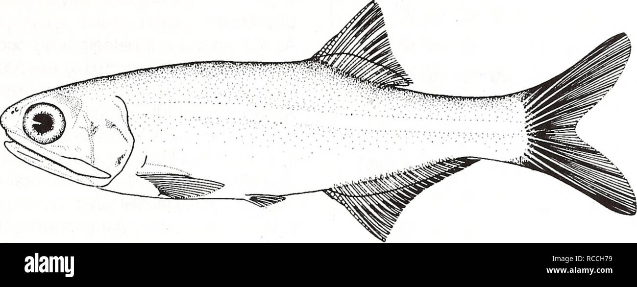 . Distribution and abundance of fishes and invertebrates in Gulf of Mexico estuaries / project team, David M. Nelson (editor) ... [et al.]. Fishes Mexico, Gulf of.. Bay anchovy Anchoa mitchilli Adult. 2 cm (from Fischer 1978) Common Name: bay anchovy Scientific Name: Anchoa mitchilli Other Common Names: anchovy, anchois bai (French), anchoa de caleta (Spanish) (Fischer 1978) Classification (Robins et al. 1991) Phylum: Chordata Class: Osteichthyes Order: Clupeiformes Family: Engraulidae Value Commercial: The bay anchovy is not currently har- vested in the United States due to its small size, bu Stock Photo