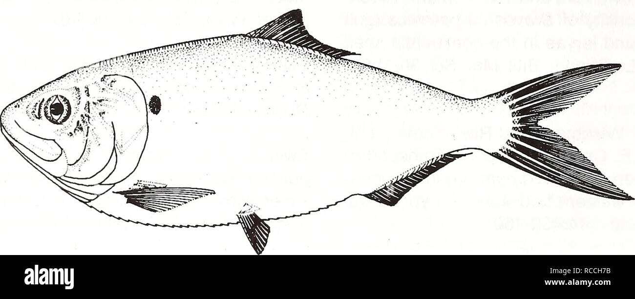 . Distribution and abundance of fishes and invertebrates in Gulf of Mexico estuaries / project team, David M. Nelson (editor) ... [et al.]. Fishes Mexico, Gulf of.. Yellowfin menhaden Brevoortia smithi Adult. 5 cm (from Fischer 1978) Common Name: yellowfin menhaden Scientific Name: Brevoortia smithi Other Common Names: yellowfin shad (Hildebrand 1963), yellowtail (Reintjes 1969), Atlantic finescale (Gunter and Hall 1963), menhaden jaune (French), lacha amarilla (Spanish) (Fischer 1978). Classification (Robins et al. 1991) Phylum: Chordata Class: Osteichthyes Order: Clupeiformes Family: Clupeid Stock Photo