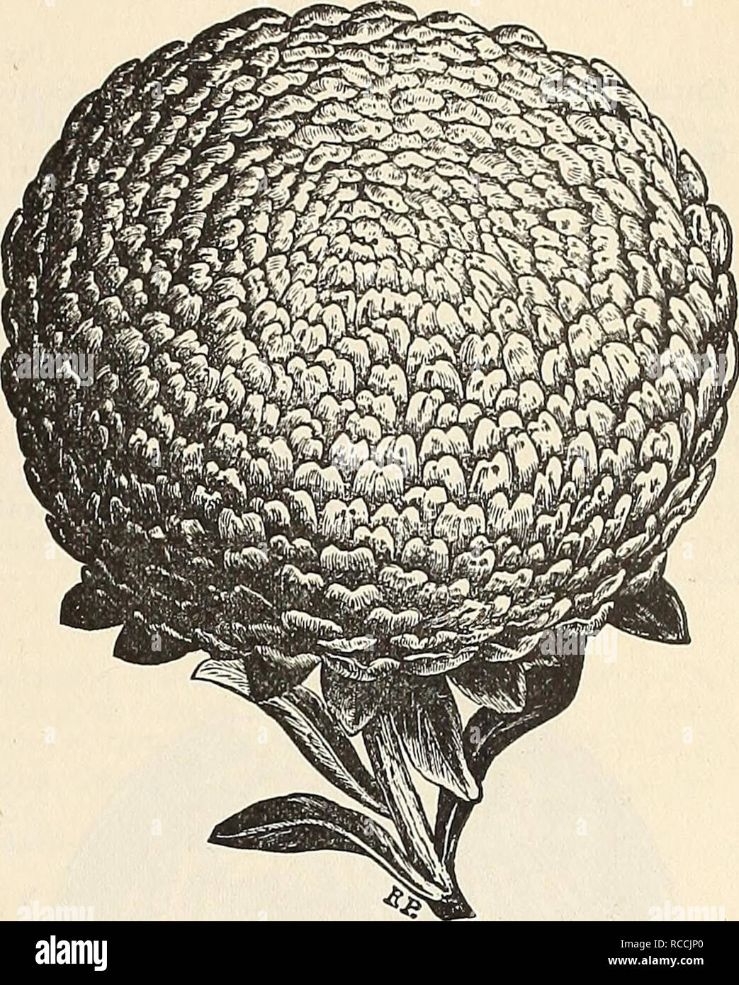 . Elliott's 1894 catalogue. Seeds New York (State) New York Catalogs; Nursery stock New York (State) New York Catalogs; Gardening Equipment and supplies Catalogs; Flowers Seeds Catalogs; Plants, Ornamental Catalogs; Trees Seeds Catalogs; Fruit Seeds Catalogs; Vegetables Seeds. ARNEBIA CORNUTA. A charming annual with curious and exceedingly beau- tiful flowers, of a rich yellow, with five large black spots, the latter changing in the second day to deep maroon, and on the third to clear yellow. ArnebiaCornuta .'. 25 ASTER. Of the general beauty of these annual flowers it is un- necessary to ment Stock Photo