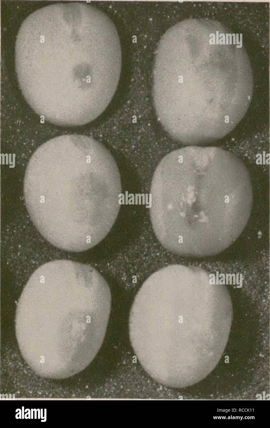 . Diseases of field crops in the Prairie Provinces. Plants; Cultures de plein champ; Cultures de plein champ; Plantes. DISEASES OF FIELD CROPS. Figure 26.—Pea seeds affected by bacterial blight. Note watersoaked areas. Ascochyta Blight Ascochyta pisi, A. pinodella, and Mycosphaerella pinocles Ascochyta blight is caused by one or more of the fungi named above. This disease is widespread and, occasionally, has been a serious threat to the seed and green-pea industries in areas of abundant moisture. Appearance—Somewhat similar though distinguishable, symptoms are caused by the three parasites. Th Stock Photo