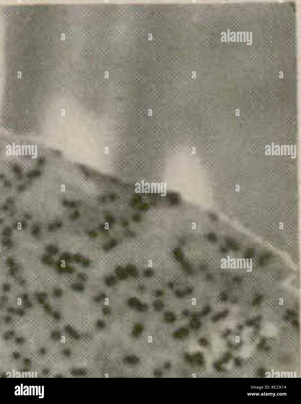 Canada Ottawa Sunflower Field High Resolution Stock Photography And Images Alamy