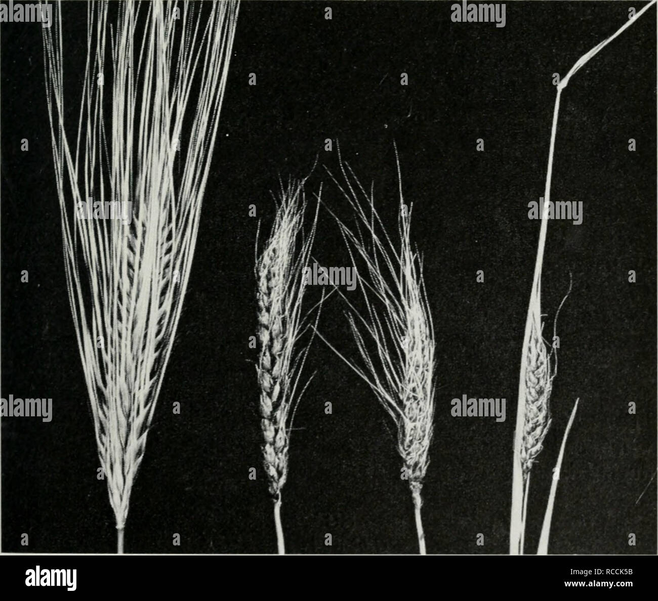 barley vs wheat plant