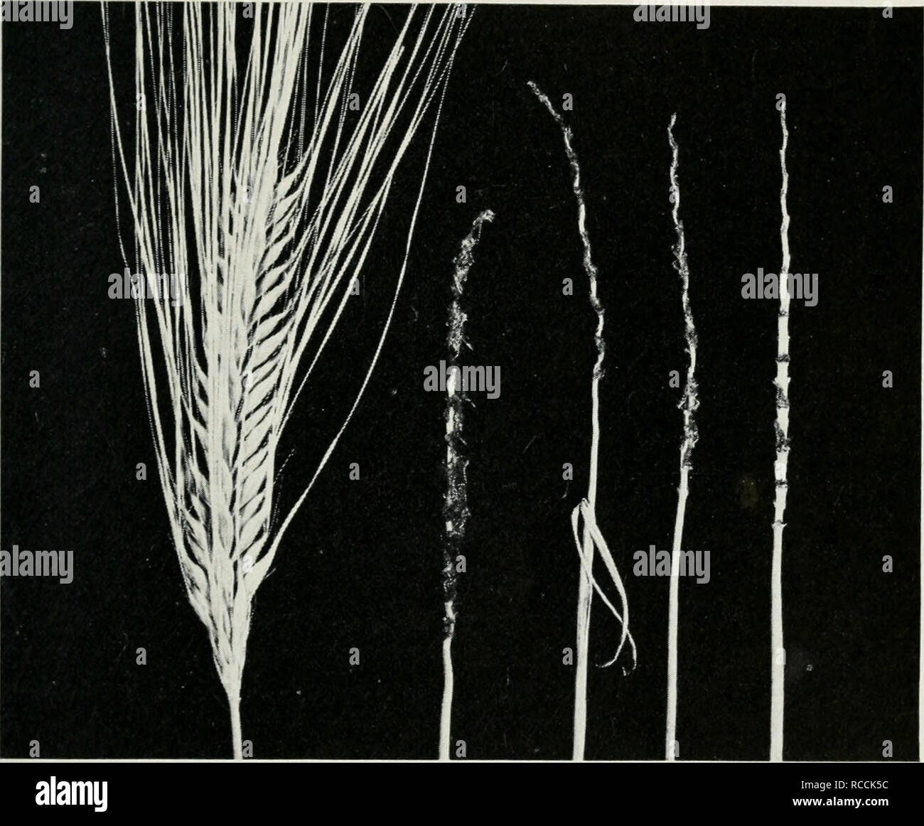 Smut on rye hires stock photography and images Alamy