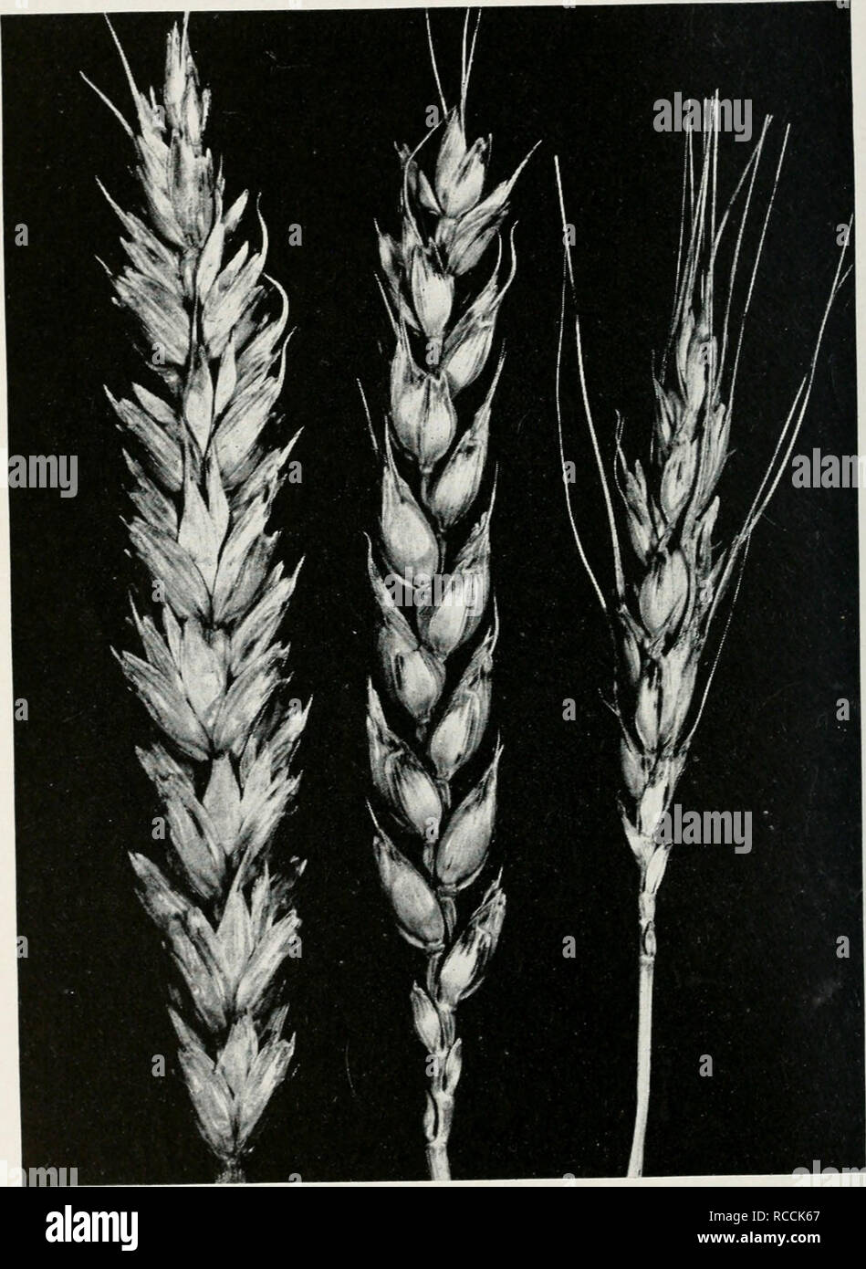 . Diseases of wheat, oats, barley, and rye. Grain. 56 ILLINOIS NATURAL HISTORY SURVEY CIRCULAR US small, water-soaked areas which elongate to produce olive-green streaks. With age the streaks turn yellowish-brown and later. Fig. 17.—Black chaff on wheat. Bacteria invading the tissues of glumes produce dark, sunken streaks on the upper parts of the glumes. Usually Sar streaks are found on the stems below the heads and upper joints, and elongated, olive-green streaks occur on the leaves.. Please note that these images are extracted from scanned page images that may have been digitally enhanced f Stock Photo