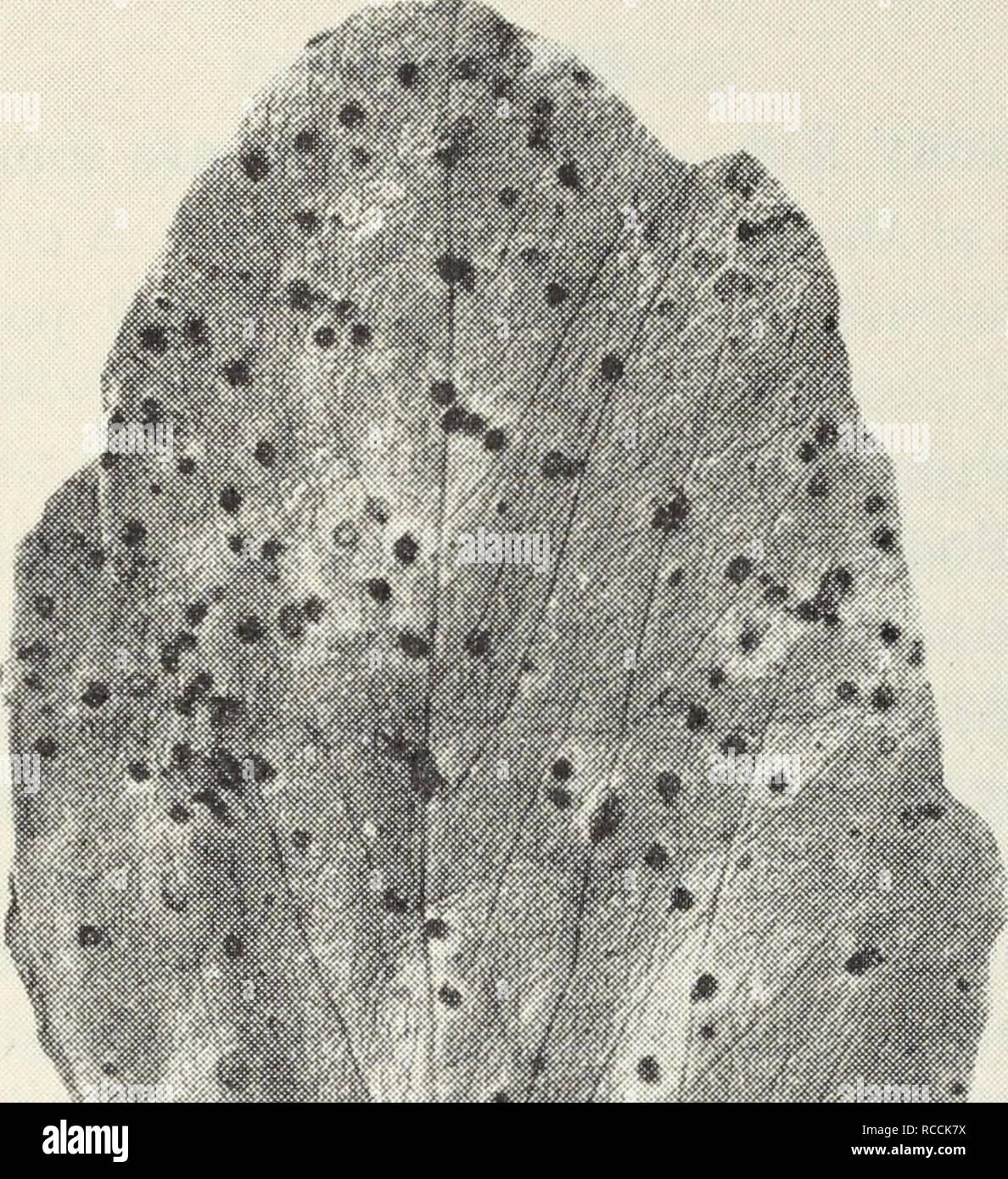. Diseases of truck crops / Ralph E. Smith. Plant diseases; Plant parasites; Vegetables; Agricultural pests. Diseases of Truck Crops 63 true rust, and breaks out in small, red, spore pustules on the leaves and stems (fig. 30). It also attacks broad bean, but is not important. Septoria Leaf Spot, Leaf Blotch.—The affected leaves become spotted with indefinite, yellow to brown blotches and are blighted much as in ascochyta blight. Pods and seeds may become infected with this fungus. Please note that these images are extracted from scanned page images that may have been digitally enhanced for rea Stock Photo