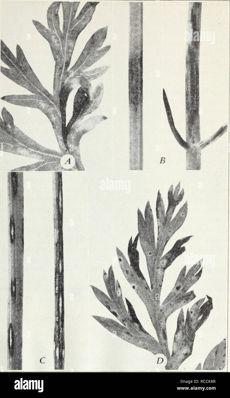 . Diseases of truck crops / Ralph E. Smith. Plant diseases; Plant parasites; Vegetables; Agricultural pests. 24 California Agricultural Extension Service [Cir. ii9 m '^nl i^^B 1 M ^JaH 'Hi -^oH c. Fig. 11.—Carrot blight: A, early (Cercospora) on leaf; 5, same on stem; C, late (Macrosporium) on stem; D, same on leaf. (All enlarged.). Please note that these images are extracted from scanned page images that may have been digitally enhanced for readability - coloration and appearance of these illustrations may not perfectly resemble the original work.. Smith, Ralph E. (Ralph Eliot), 1874-1953. Be Stock Photo