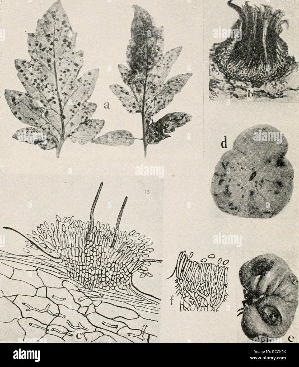 . Diseases of truck crops and their control. Plants -- Diseases. Fig. 66. TOxMato Diseases. a. Septoria leaf spot, b. section through a pycnidium of Septoria lycopersici (after Levin), c. section through acervulus of Colletolrichum phomoides (after Venus Pool), d. anil e. Melanconium rot, /. section through an acervulus of the Melan- conium fungus {d. to f. after Tisdale).. Please note that these images are extracted from scanned page images that may have been digitally enhanced for readability - coloration and appearance of these illustrations may not perfectly resemble the original work.. Ta Stock Photo