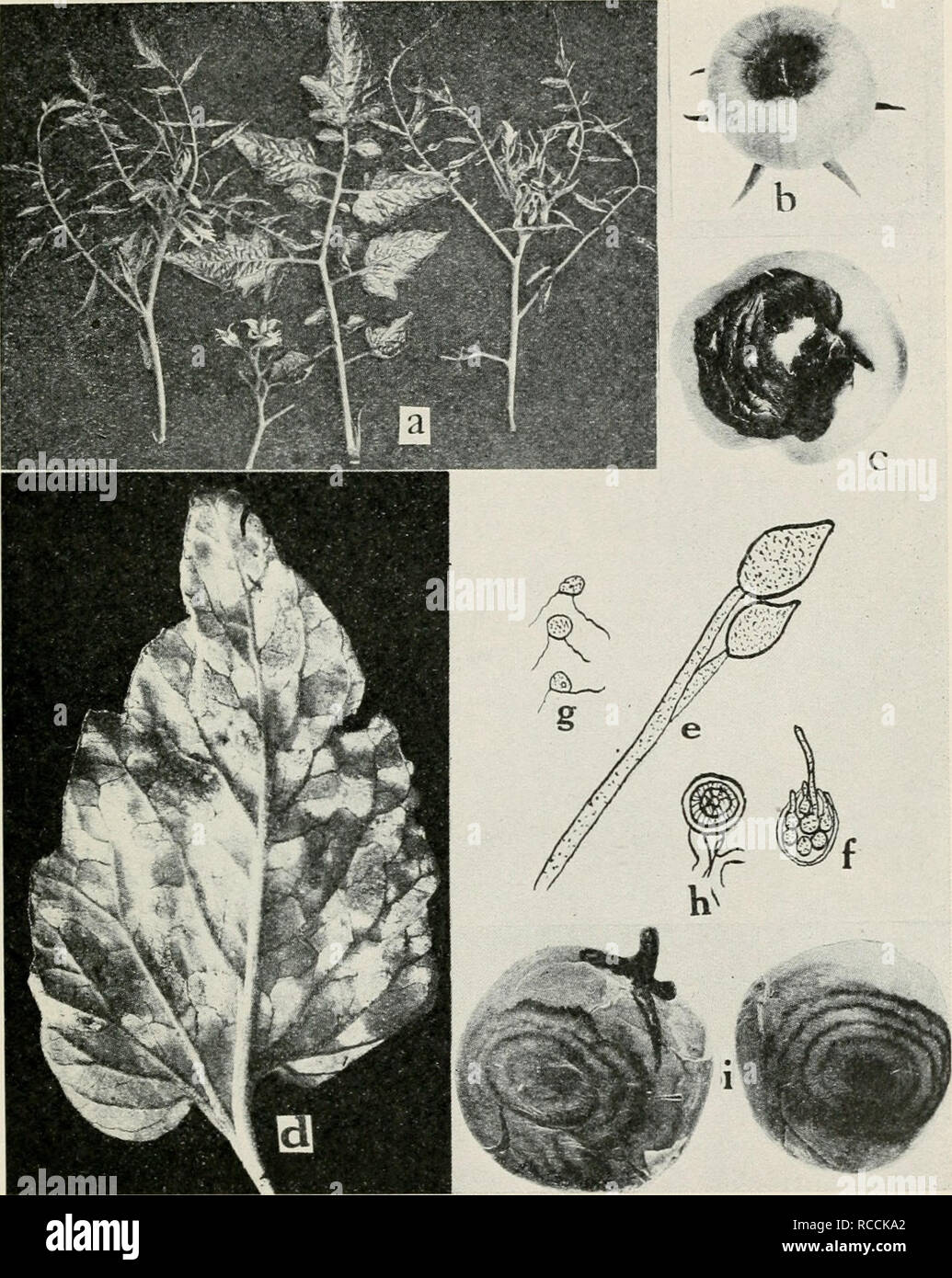 . Diseases of truck crops and their control. Plants -- Diseases. Fig. 64. Tomato Diseases. a. Various stages of mosaic on foliage, b. c. blossom end rot, d. downy mildew, Phytophlhora infestans, e. conidia of buck-eye rot Phylophthora terrestris, f. conidia of P. terrestris. germinating Viy means of zoospores, g. zoospores, h. mature oospores cf P. terrestris, i. Ijuck-eye rot (p. to /. after §h-erbakoff).. Please note that these images are extracted from scanned page images that may have been digitally enhanced for readability - coloration and appearance of these illustrations may not perfect Stock Photo