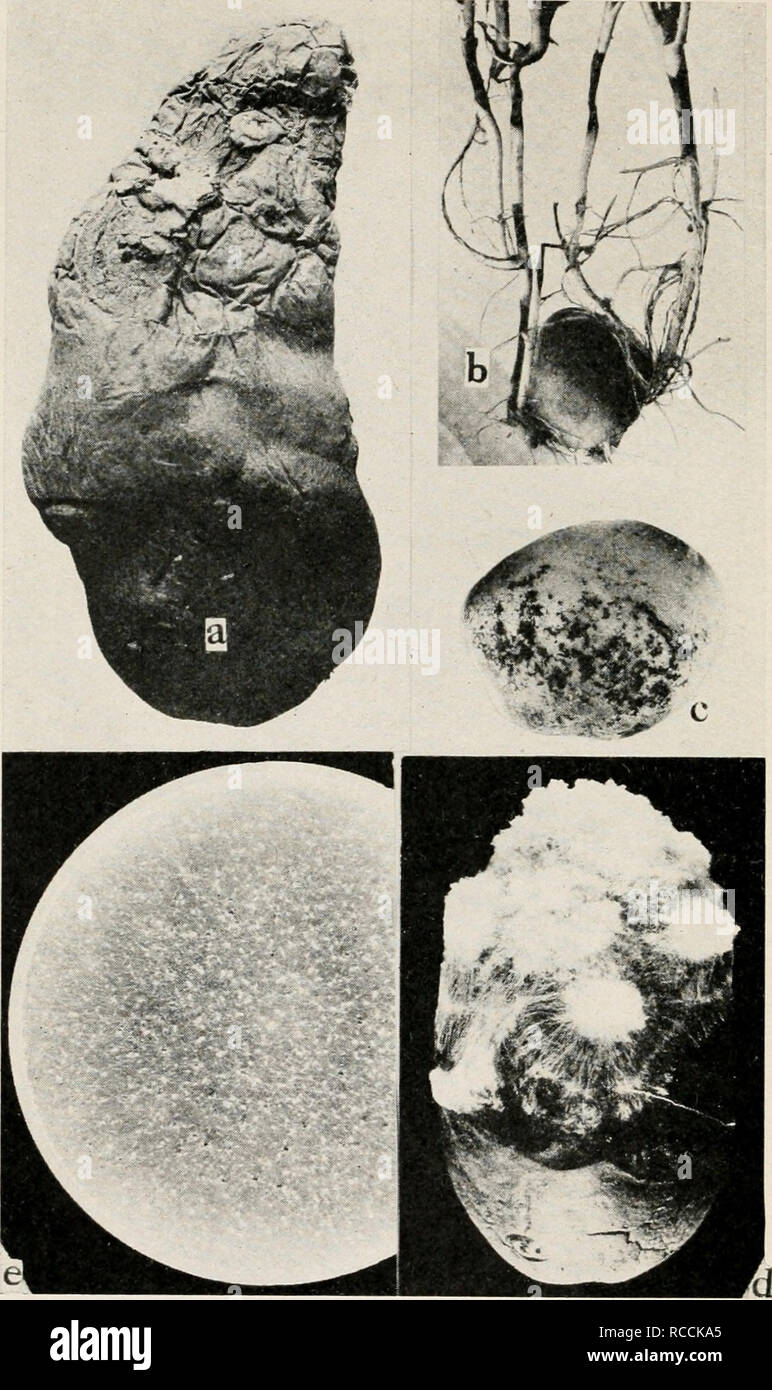 . Diseases of truck crops and their control. Plants -- Diseases. Fig. 63. Potato Diseases. a. Powdery dry rot, b. Rhizoctonia lesion on young potato sprouts (after W. A. Orton), c. Rhizoctonia sclerotia on seed potato tubers, d. melters, artificially in- duced by inoculating with a pure culture of Sderoltum Rolfsii. e. pure culture of 5. Rolfsii.. Please note that these images are extracted from scanned page images that may have been digitally enhanced for readability - coloration and appearance of these illustrations may not perfectly resemble the original work.. Taubenhaus, Jacob Joseph. New Stock Photo