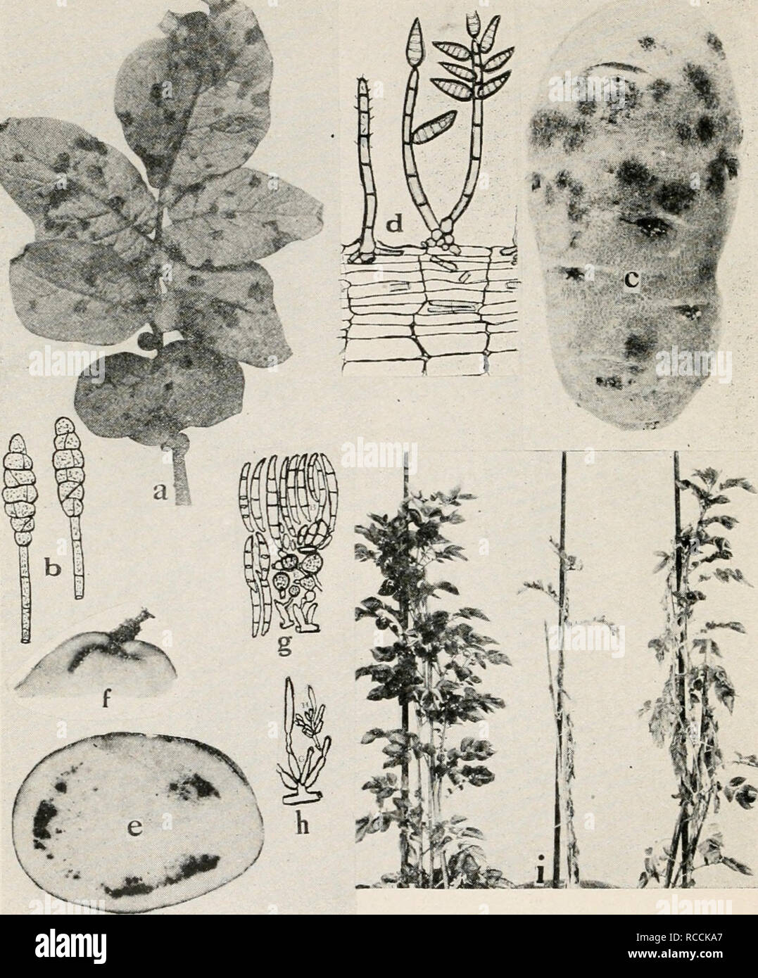 . Diseases of truck crops and their control. Plants -- Diseases. Fig. 62. Potato Diseases. a. Early blight (after L. R. Jonej). 6. spores of the early blight fungus, c. silver scurf, d. conidiophores and conidia of the silver scurf fungus, e. and /. Fttsarium oxysporum wilt in tubers, g. chlamydospores and one to several celled conidia of F. nxysponim. h. conidiophores of F. oxysporum (g. and /;. after Sherbakoff), i. Ver- ticillium wilt (after Orton).. Please note that these images are extracted from scanned page images that may have been digitally enhanced for readability - coloration and ap Stock Photo