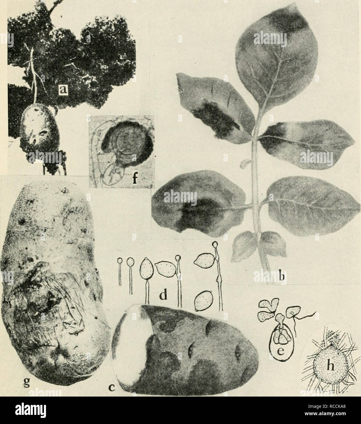 . Diseases of truck crops and their control. Plants -- Diseases. Fig. 6i. Potato Diseases. a. Black wart (after Gussow), b. late blight on foliage, c. late blight on tuber, d. successive stages of the development of the conidia of Phyiophthora infestans (b. and d. after L. R. Jones), e. germination of conidia of Phytophlhora infestayis, bv means of zoopores (after Ward),/, mature oogonium of P. infestans (after Clinton)'. R. melters. surface view, early stage of infection, h. pycnidium of Phoma tuberose (after Melhus and Rosenbaum).. Please note that these images are extracted from scanned pag Stock Photo