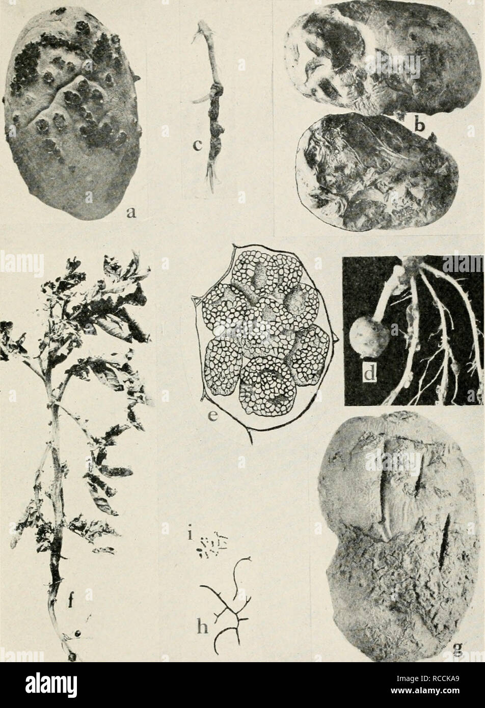 . Diseases of truck crops and their control. Plants -- Diseases. Fig. 59. Diseases of the Potato. a. Powdery scab, early stage, 6. powdery scab, advanced stage of rotting, c. and d. powdery scab, gall-forming stage on potato roots {c. and d. after Melhus and Rosen- baum), e. single potato cell showing spore balls of the powdery scab fungus (after Melhus),/.black leg, g. common scab, h. to i. drawings of the organism of common scab, showing branching of threads and groups of spores or conidia (after Lutman and Cunningham).. Please note that these images are extracted from scanned page images th Stock Photo
