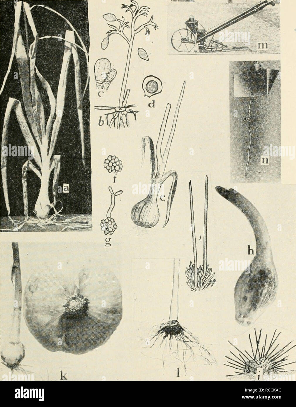 . Diseases of truck crops and their control. Plants -- Diseases. Fig. 54. Onion Diseases. a. Downy mildew, 6. mature conidiophore and conidia of Peronospora schleideni, c. fertilization of the female oogonium by the male antheridium, d. oospore (a. to d. after Wh2tzel), e. onion smut, /. spore ball of the smut fungus, g. spore germina- tion, formation of sporidia at x, h. Vermicularia anthracnose, i. section through acervulis of Vermicularia circinans, j. setas and spore formation in 1-'. circinans {e. to g., i. and i. after Thaxter), k. pink root of onion, healthy and diseased bulbs, /. pink  Stock Photo