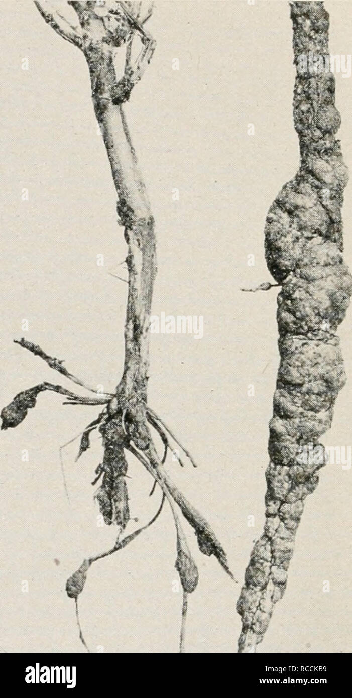 . Diseases of truck crops and their control. Plants -- Diseases. Fig. 49. Bean Diseases. a. Rhizoctonia root rot, b. root knot on lima beans. I. Please note that these images are extracted from scanned page images that may have been digitally enhanced for readability - coloration and appearance of these illustrations may not perfectly resemble the original work.. Taubenhaus, Jacob Joseph. New York, Dutton Stock Photo
