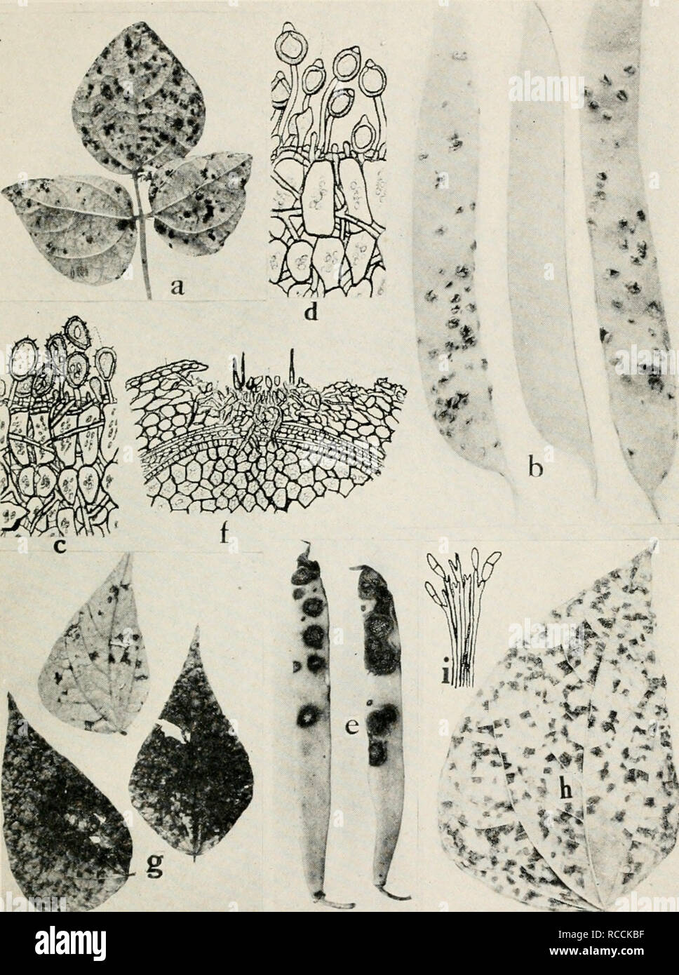 . Diseases of truck crops and their control. Plants -- Diseases. Fig. 47. Bean Diseases. a. and b. Rust on leaf and pods, c. section through bean leaf showing bean rust, summer spores, d. section through bean leaf, showing bean rust, winter spores, e. anthracnose, /. section through bean seed, showing relation of anthracnose to the host (f. d. and /. after Whetzel), g. Cercospora leaf spot, h. Isariopsis griseola leaf spot, i. conidiophores and conidia of Isariopsis.. Please note that these images are extracted from scanned page images that may have been digitally enhanced for readability - co Stock Photo