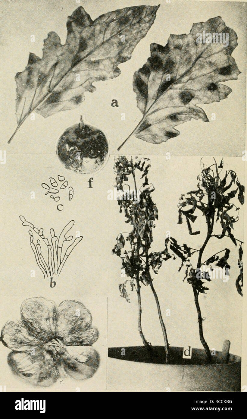 . Diseases of truck crops and their control. Vegetables. Fig. 67. Tomato Diseases. a. Cladosporium leaf mold, b. conidiophores of Cladosporium fulvum c conidla of ^â Jr'r&quot;&quot;&quot;' i*)/&quot;'^ 'â ^^l&quot; Southworth). d. two plants artific&quot;ally^nfected with Sderotium Rolfsn, e. sunburn, /. Macrpsporium rot. &quot;ueciea wun. Please note that these images are extracted from scanned page images that may have been digitally enhanced for readability - coloration and appearance of these illustrations may not perfectly resemble the original work.. Taubenhaus, J. J. (Jacob Joseph), 18 Stock Photo