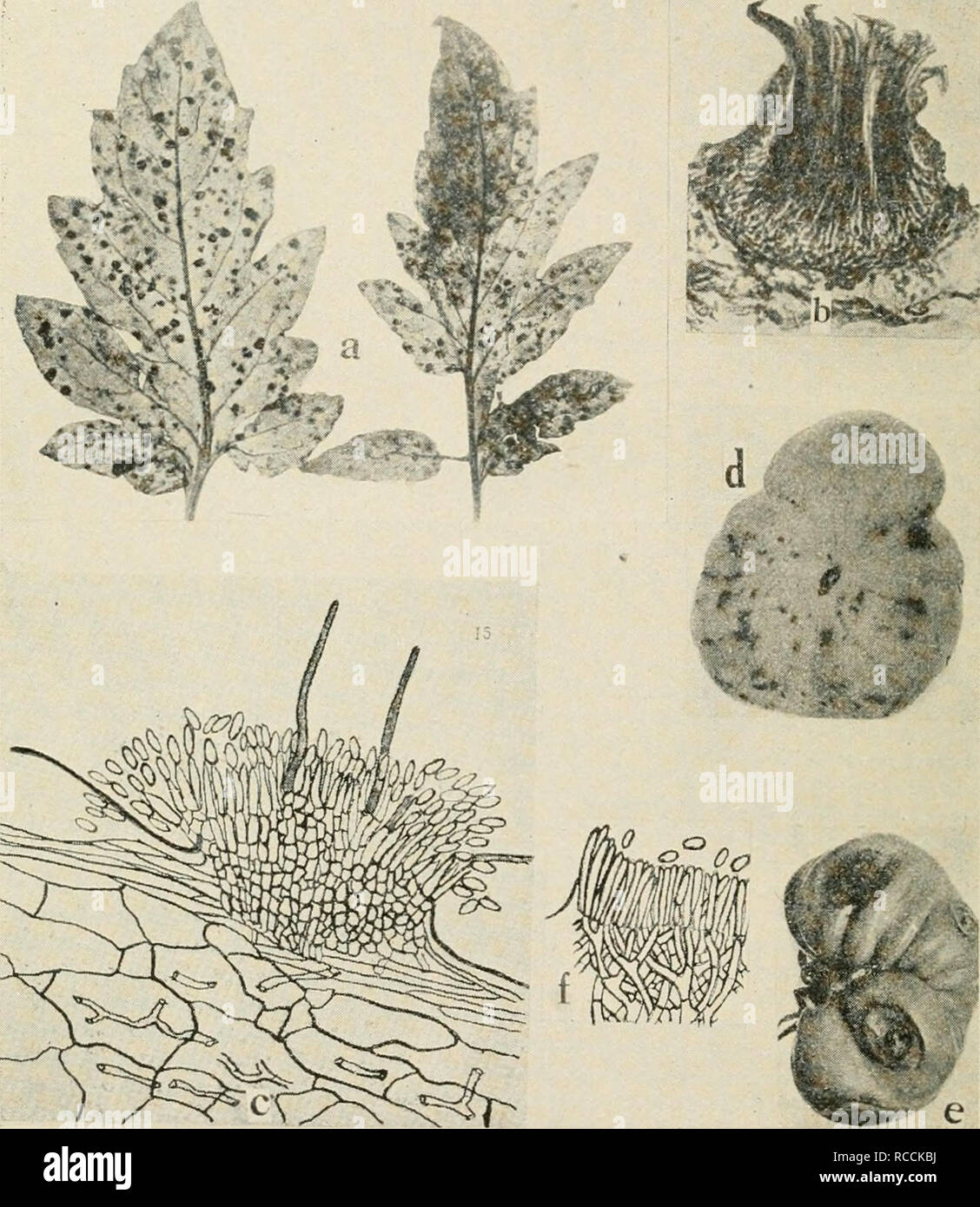 . Diseases of truck crops and their control. Vegetables. ^^.â *r*'&gt;*lX. Fig. 66. Tomato Diseases. a. Septoria leaf spot, b. section through a pycnidium of Seploria lycopersiii (after Levin), c. section through acervulus of Collelolrichum phoinnidfs (after Venus Pool), d. and e. Melanconium rot. /. section through an acervulus of the Melan- conium fungus (d. to/, after Tisdale).. Please note that these images are extracted from scanned page images that may have been digitally enhanced for readability - coloration and appearance of these illustrations may not perfectly resemble the original w Stock Photo