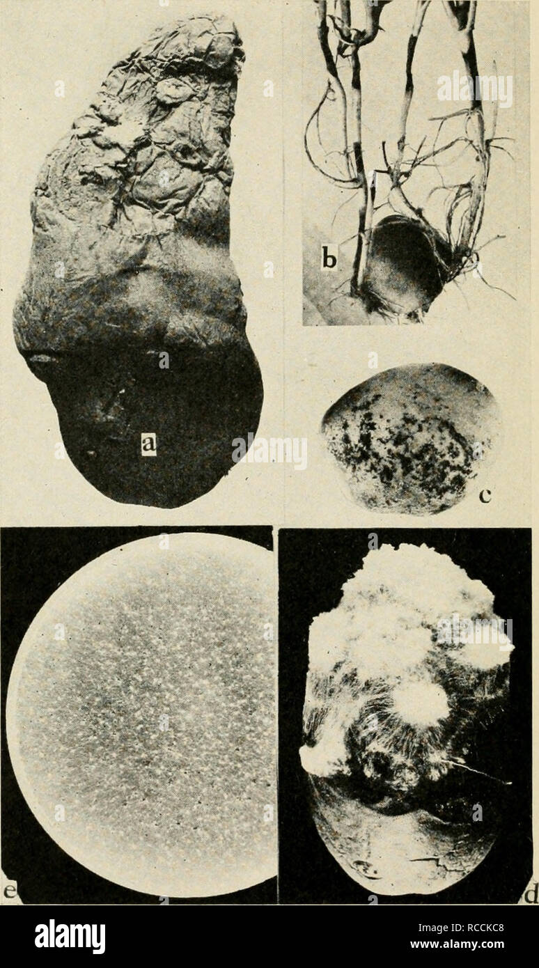 . Diseases of truck crops and their control. Vegetables. Fig. 63. Potato Diseases. a. Powdery dry rot, b. Rhizoctonia lesion on young potato sprouts (after W. A. Orton), c. Rhizoctonia sclerotia on seed potato tubers, d. melters, artificially in- duced by inoculating with a pure culture of Sderotium Roljsii. e. pure culture of S. Rolfsii.. Please note that these images are extracted from scanned page images that may have been digitally enhanced for readability - coloration and appearance of these illustrations may not perfectly resemble the original work.. Taubenhaus, J. J. (Jacob Joseph), 188 Stock Photo