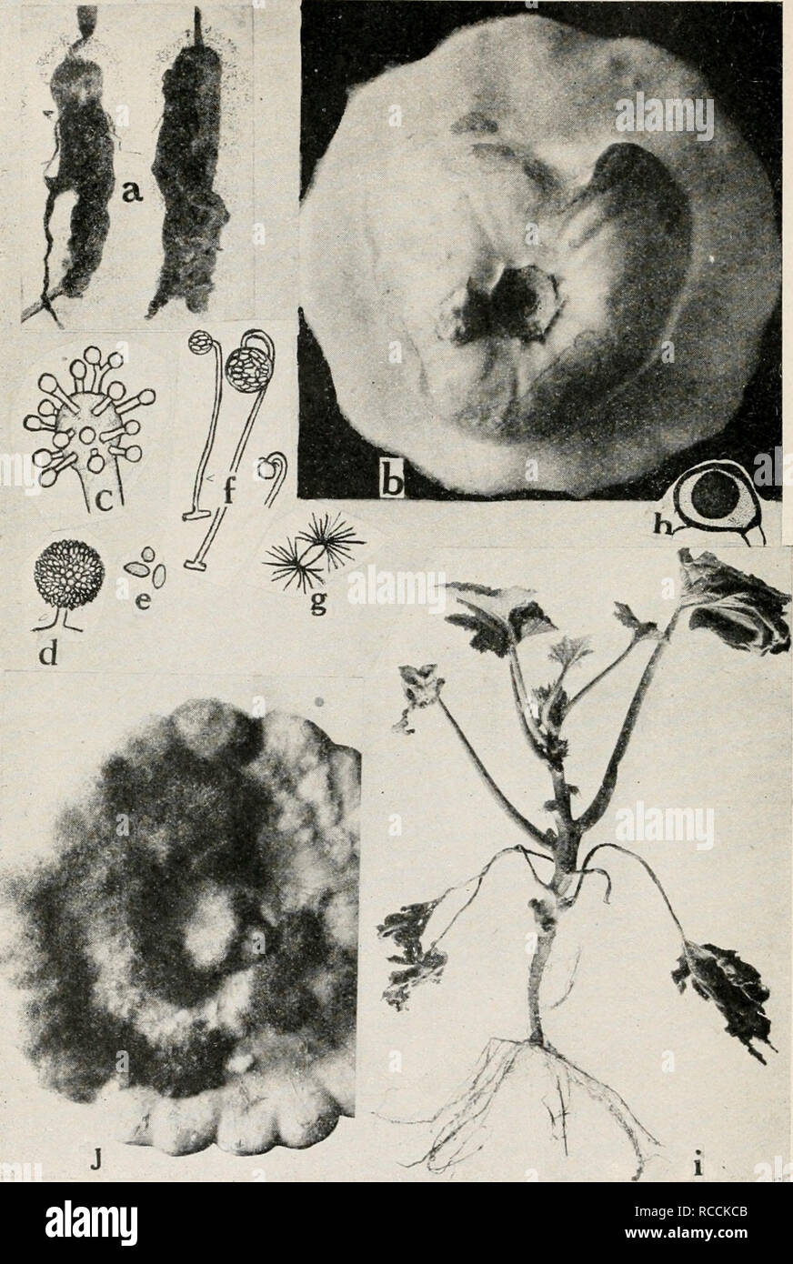 . Diseases of truck crops and their control. Plants -- Diseases. Fig. 41. Squash Diseases. a. Showing squash blossoms invaded by the fungus Choanophora ciicurbitarum, b. squash entirely rotted by the Choanophora fungus, c. young conidiophore of Choanophora with ramuli developing on the primary vesicle, d. mature capitulum covered with a layer of conidia, e. conidia, /. sporangia and columella, g. sporangio spores with tufts of hair-like appendages, h. mature zygospore («, c. to /;. after Wolf), i. Fusarium wilt of young squash plants, .;'. Rhizopus rot.. Please note that these images are extra Stock Photo