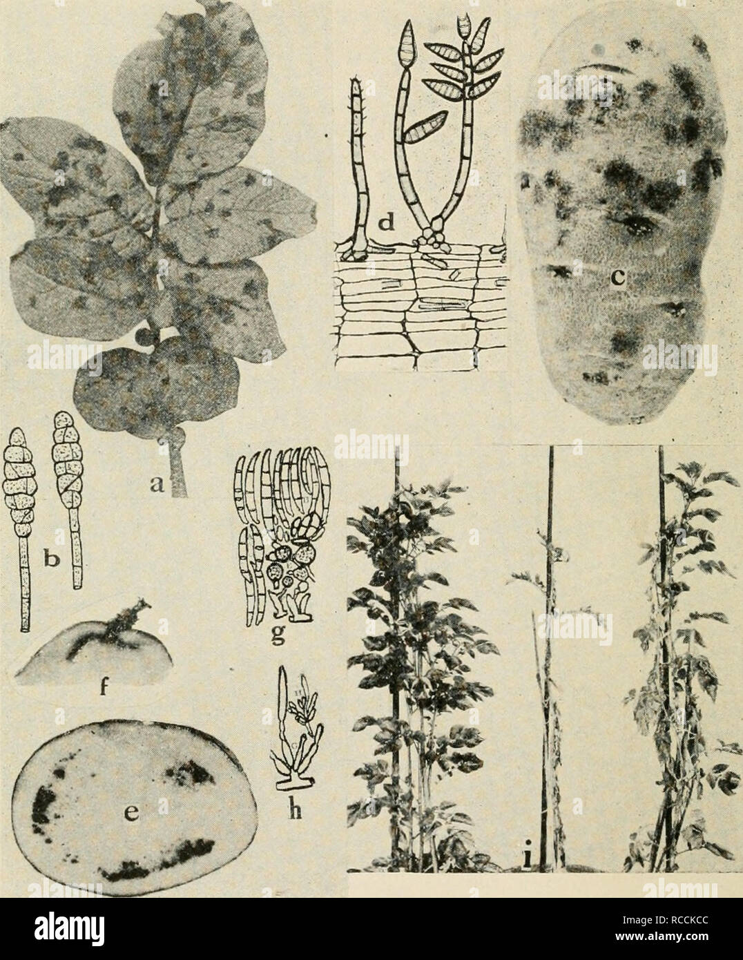 . Diseases of truck crops and their control. Vegetables. Fig. 62. Potato Diseases. a. Early blight (after L. R. Jonej), b. spores of the early blight fungus, c. silver scurf, d. conidiophores and conidia of the silver scurf fungus, e. and /. Fusarium oxysporum wilt in tubers, g. chlamydospores and one to several celled conidia of F. oxysporum, h. conidiophores of F. oxysporum {g. and h. after Sherbakoff), i. Ver- ticillium wilt (after Orton).. Please note that these images are extracted from scanned page images that may have been digitally enhanced for readability - coloration and appearance o Stock Photo