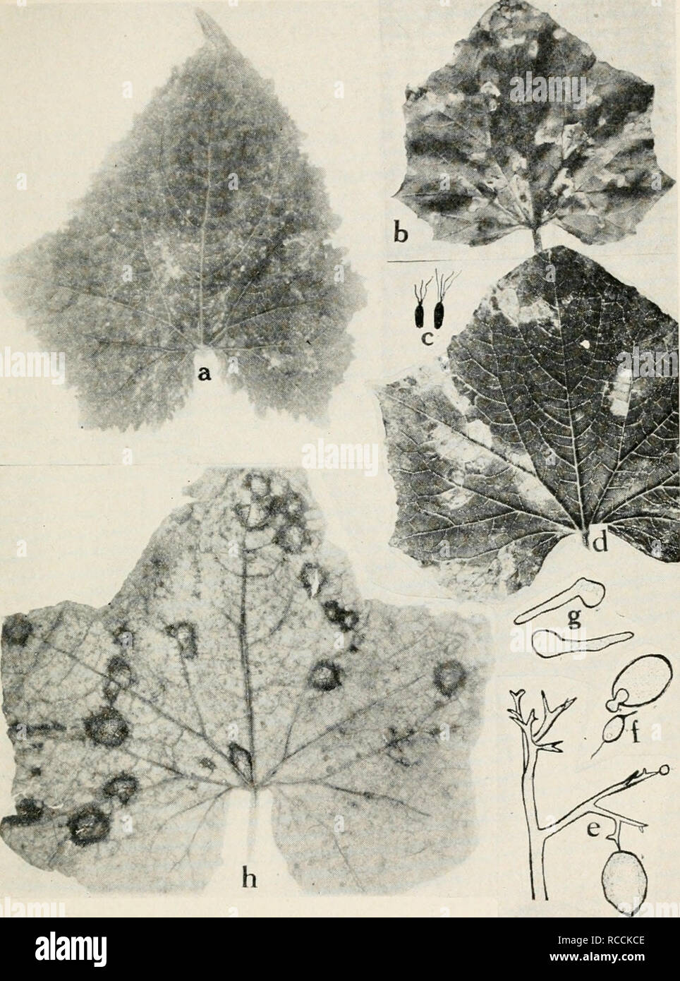 . Diseases of truck crops and their control. Plants -- Diseases. Fig. 40. Cucumber Diseases. a. Mosaic, b. angular leaf spot (after Smith and Bryan), r. individual germs of Pseudotnonas lachrymans, d. downy mildew (Manns), e. conidiophore and conidia of Plasmopara cubensis, f. germinated conidia and swarm spore, g. germinated swarm spores {e. to g. after Clinton), h. anthracnose.. Please note that these images are extracted from scanned page images that may have been digitally enhanced for readability - coloration and appearance of these illustrations may not perfectly resemble the original wo Stock Photo