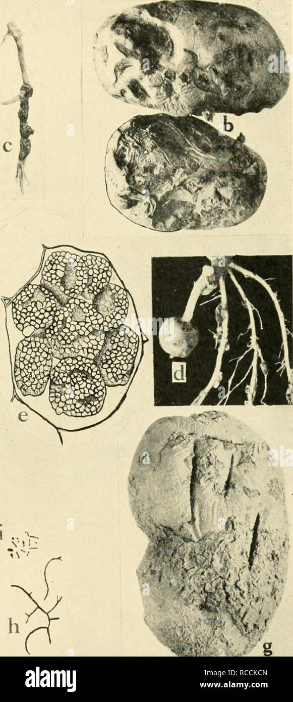 . Diseases of truck crops and their control. Vegetables. Fig. 59. Diseases of the Potato. a. Powdery scab, early stage, 6. powdery scab, advanced stage of rotting, c. and d. powdery scab, gall-forming stage on potato roots (c. and d. after Melhus and Rosen- baum), e. single potato cell showing spore balls of the powdery scab fungus (after Melhus), /. black leg, g. common scab, h. to /. drawings of the organism of common scab, showing branching of threads and groups of spores or conidia (after Lutman and Cunningham).. Please note that these images are extracted from scanned page images that may Stock Photo