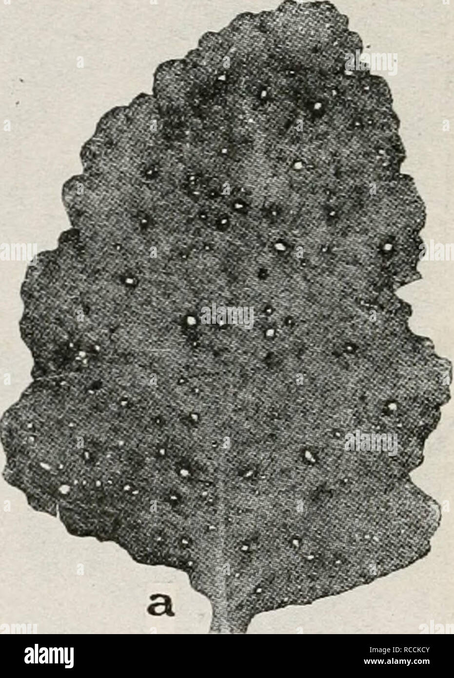. Diseases of truck crops and their control. Plants -- Diseases. Fig. 37. Turnip Disease. a. Macrosporium leaf spot, h. Macrosporium hercuUum, showing conidiophores and conidia, c. individual conidium of M. herculeum {a. to c. after F. C. Stewart).. Please note that these images are extracted from scanned page images that may have been digitally enhanced for readability - coloration and appearance of these illustrations may not perfectly resemble the original work.. Taubenhaus, Jacob Joseph. New York, Dutton Stock Photo