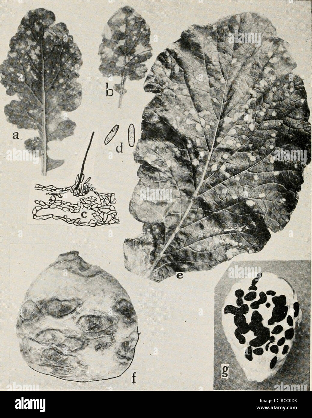. Diseases of truck crops and their control. Plants -- Diseases. Fig. 36. Turnip Diseases. a. and h. Anthracnose, c. cross section through acervulus, d. anthracnose spores, e. Cylindrosporium leaf spot, /. Phoma rot, g. Sclerotinia rot (r. and d. after Higgins).. Please note that these images are extracted from scanned page images that may have been digitally enhanced for readability - coloration and appearance of these illustrations may not perfectly resemble the original work.. Taubenhaus, Jacob Joseph. New York, Dutton Stock Photo