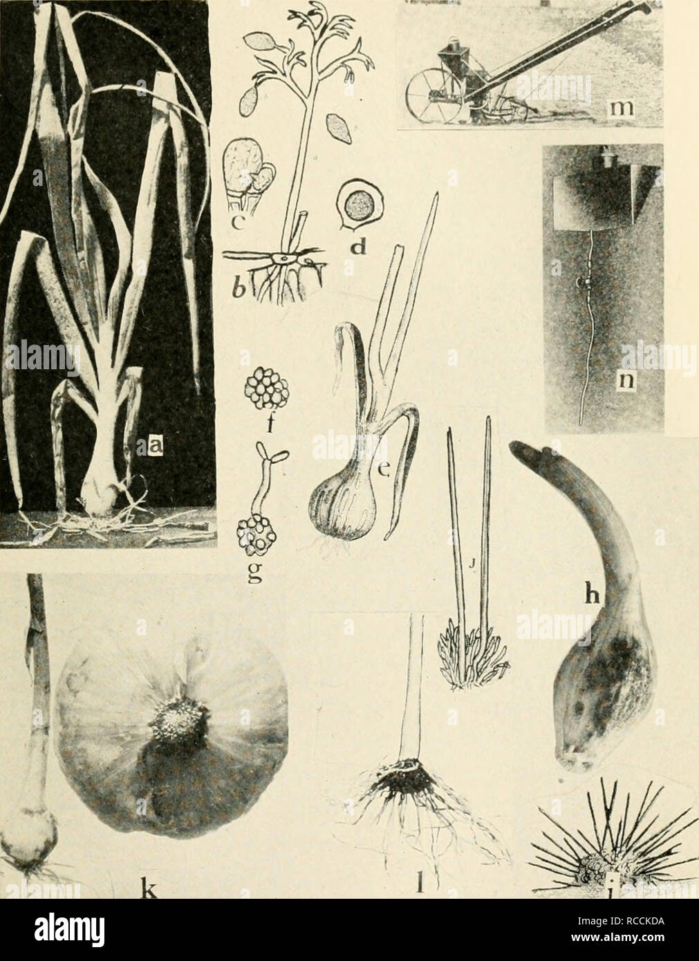. Diseases of truck crops and their control. Vegetables. , n ^i;&quot; Fig. 54. Onion Diseases. a. Downy mildew, b. mature conidiophore and conidia of Peronospora schleideni, c. fertilization of the female oogonium by the male antheridium, d. oospore (a. to d. after Wh^tzel), e. onion smut, /. spore ball of the smut fungus, g. spore germina- tion, formation of sporidia at x, h. Vermicularia anthracnose, i. section through acervulis of Vermicularia cirdnans. j. setae and spore formation in V. circinans {e. to g., i. and j. after Thaxter), k. pink root of onion, healthy and diseased bulbs, I. pi Stock Photo