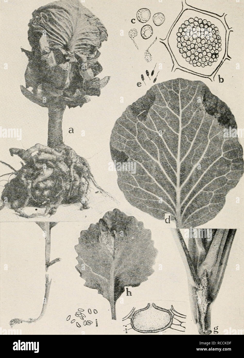 . Diseases of truck crops and their control. Plants -- Diseases. Fig. 30. Cabbage Diseases. a. Club root (after Cunningham), b. cell filled with spores of the club root or- ganism, c. spores and swarm spores of Plasmodiophora brassica (b. and c. after Chuff), d. black rot of cabbage (after F. C. Stewart), c. individual black rot germs of Pseudomonas campeslris, f. black-leg on young cabbage seedling, g. black-leg lesion on foot of older cabbage plant, h. black-leg lesion on cabbage leaf, i. pycnidium of Phoma oleracecE.j. pycnospores of P. olcracece (i. a.ndj. after Manns),. Please note that t Stock Photo