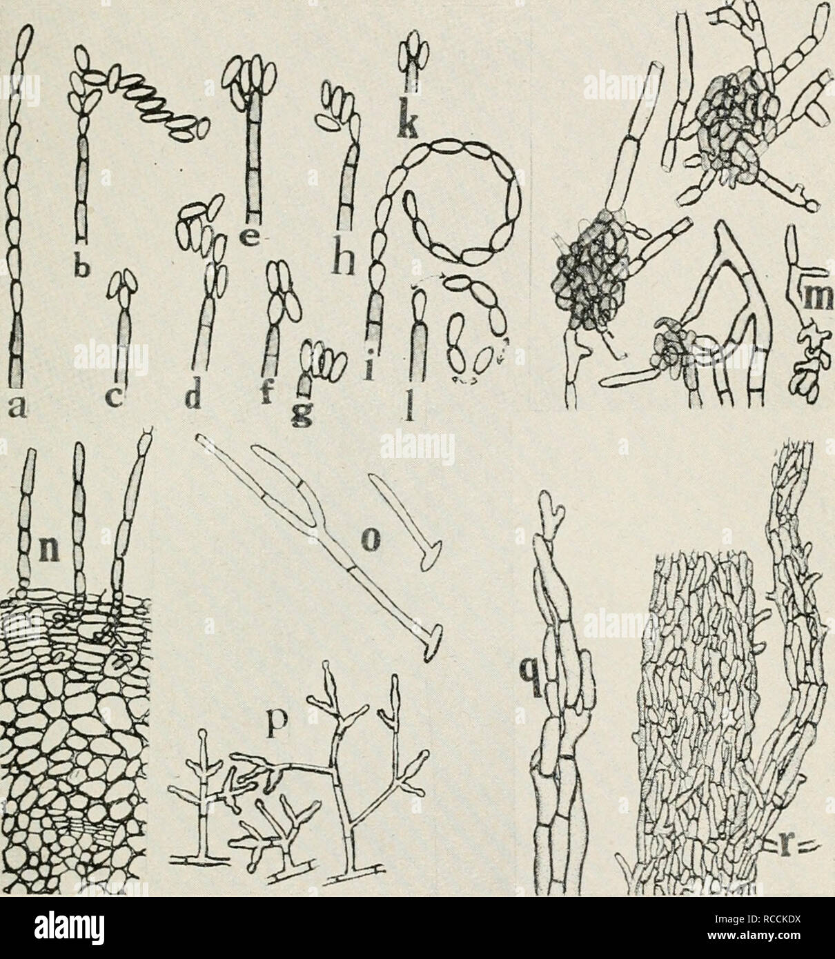. Diseases of truck crops and their control. Plants -- Diseases. Fig. 28. Sweet Potato Diseases. a. and /. Chains of conidia of the soil stain fungus MonilochcEtes infuscans, b. to /. manner in which the chains of conidia of M. infuscans are breaking up into individual spores, o. germinating conidia of M. infuscans, n. part of a cross section of a sweet potato root showing the relationship of M. infuscans to the epidermis of the host, p. conidiophores of Trichoderma Koningi, a, young strands of mycelium of Phymatolrichum omnivorum, r. mycelial strands of the Texas root rot fungus, Ozonium omni Stock Photo