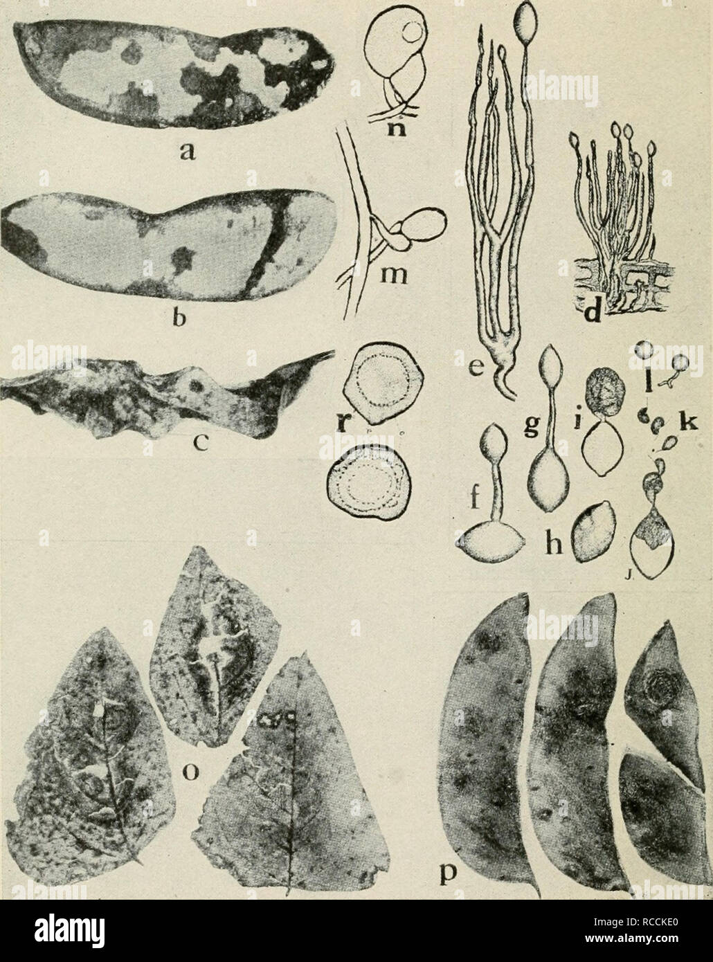 . Diseases of truck crops and their control. Vegetables. Fig. 48. Diseases of Lima Bean. a. h. c. different stages of downy mildew on pods, d. tuft of conidiophores and conidia of Phythophthora phaseoli, e. same as d. but greatly enlarged, /. g. conidia germinating by means of a germ tube, h. i. j. k. germination of conidia by means of zoospores, /. germinating zoospores {d. to /. after Thaxter), m. n. fertilization of the oogonium by the antheridium, o. Phoma blight on foliage, p. Phoma blight on pods (o. and p. after Halsted), r. mature oospores of P. phaseoli {a. to c, m. n. and r. after Cl Stock Photo