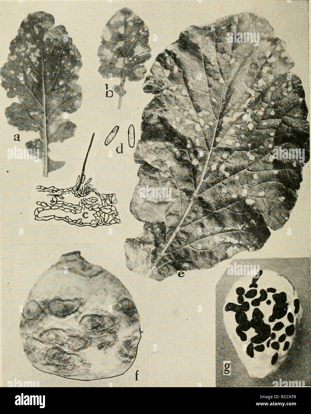 . Diseases of truck crops and their control. Vegetables. Fig. 36. Turnip Diseases. a. and b. Anthracnose, c. cross section through acervulus, d. anthracnose spores, e. Cylindrosporium leaf spot, /. Phoma rot, g. Sclerotinia rot (c and d. after Higgins).. Please note that these images are extracted from scanned page images that may have been digitally enhanced for readability - coloration and appearance of these illustrations may not perfectly resemble the original work.. Taubenhaus, J. J. (Jacob Joseph), 1885-. New York, E. P. Dutton &amp; company Stock Photo