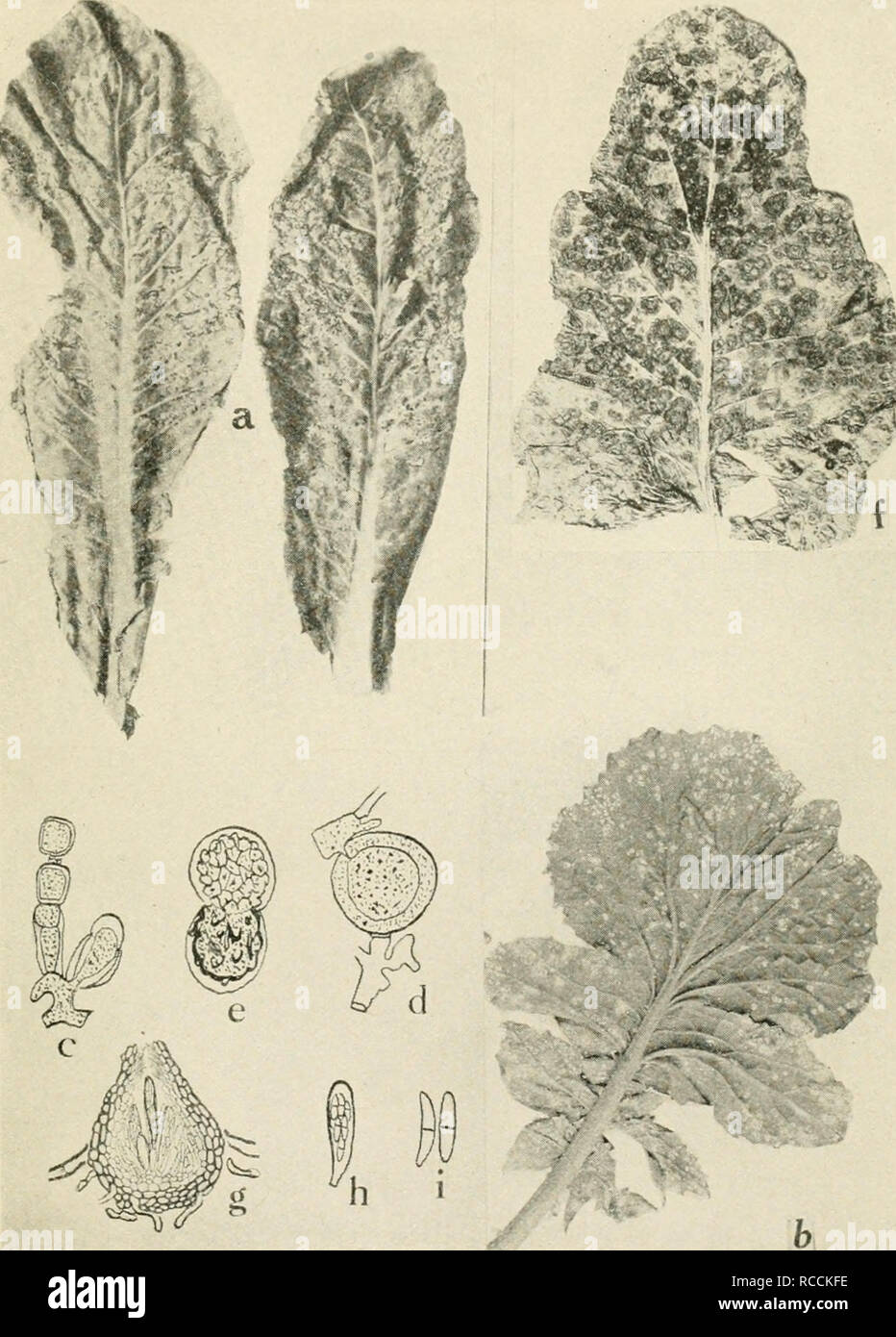 . Diseases of truck crops and their control. Vegetables. Fig. 33. Diseases of the Cauliflower axd Radish. a. Spot disease of cauliflower (after McCuIloch), b. white rust of radish, c. conidio- phore of the white rust fungus, Cyslopus candidus, d. fertilization in Albugo Candida, e. germination of the oospore of Albugo Candida, f. ring spot on cauliflower head, g! perithecium of Mycospho'reUa brassicicola, h. ascus of Mycospha-rella brassicicola, i. ascospores of Mycosphcerella brassicicola {g. to i. after Osmun and Anderson).. Please note that these images are extracted from scanned page image Stock Photo