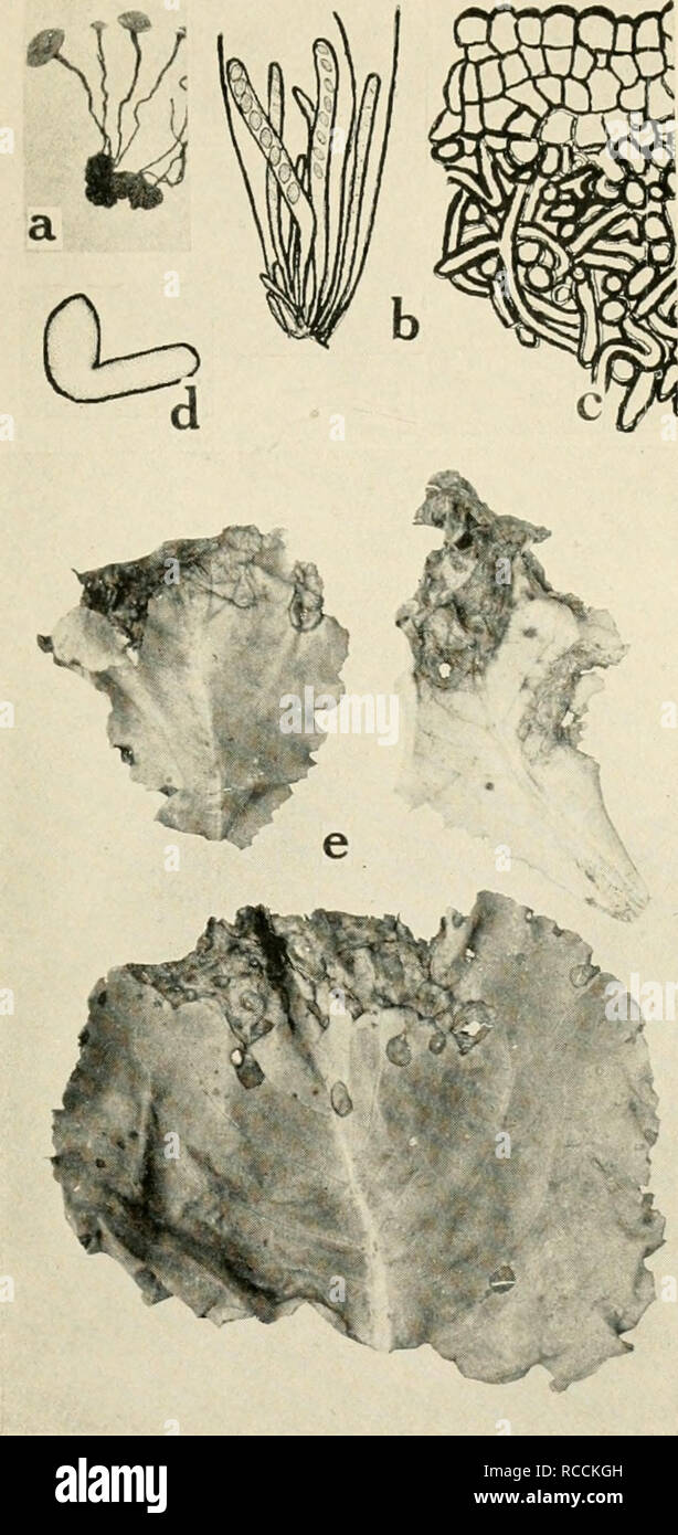 . Diseases of truck crops and their control. Vegetables. Fig. 23. Lettuce Diseases. a. Germinating sclerotium of Sclerolinia lihertiana the cause of lettuce drop, b. section of fruiting cup (apothecium) showing asci, ascospores and paraphyses of S. liberliana, c. section through sclerotium of .S. lihertiana, d. germinating ascospore of S. lihertiana (a. to d. after F. S. Stevens), e. Cercospora leaf spot.. Please note that these images are extracted from scanned page images that may have been digitally enhanced for readability - coloration and appearance of these illustrations may not perfectl Stock Photo