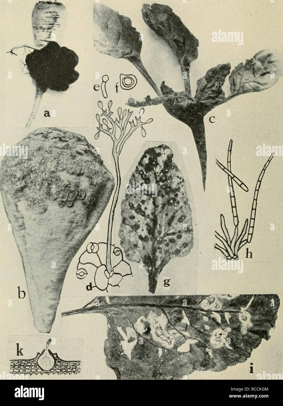 . Diseases of truck crops and their control. Vegetables. Fig. 20. Beet Diseases. a. Crown gall, b. scab, c. downy mildew, d. Conidiophore of Pernnospora schachlii arising from a stomate of an infected beet leaf, e. germinating zoospore of P. schach- lii, f. oospore of P. schachlii, g. Cercospora leaf spot (after Halsted), h. conidiophore and conidia of Cercospora belt cola (after Duggar), i. Phoma leaf spot (after Pool and McKay), k. pycnidium of Phoma beta; (after T. Johnson) (J.-/, after PriUieux).. Please note that these images are extracted from scanned page images that may have been digit Stock Photo