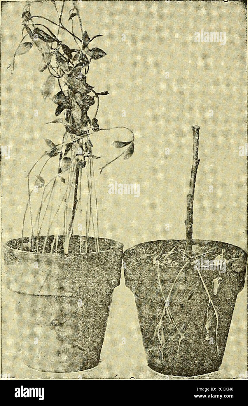 . The diseases of the sweet pea ... Sweet peas. 30. Fig. 17. Fusarium wilt or root rot. At left, healthy; at right, infected. form chlamydospores. These are round hyalin bodies often filled with oil globules and are formed in the center of the hypha (Fig. 18), in this case the contents of the former collect into the chlamydospores. Usually also the chlamydospores are born at the tip end of the hyphae in chains of twos, threes and even fours (Figs. 19-22). Old cultures are practically one mass of chlamydospores. There are also two spore forms present and these appear as early as the third day i Stock Photo