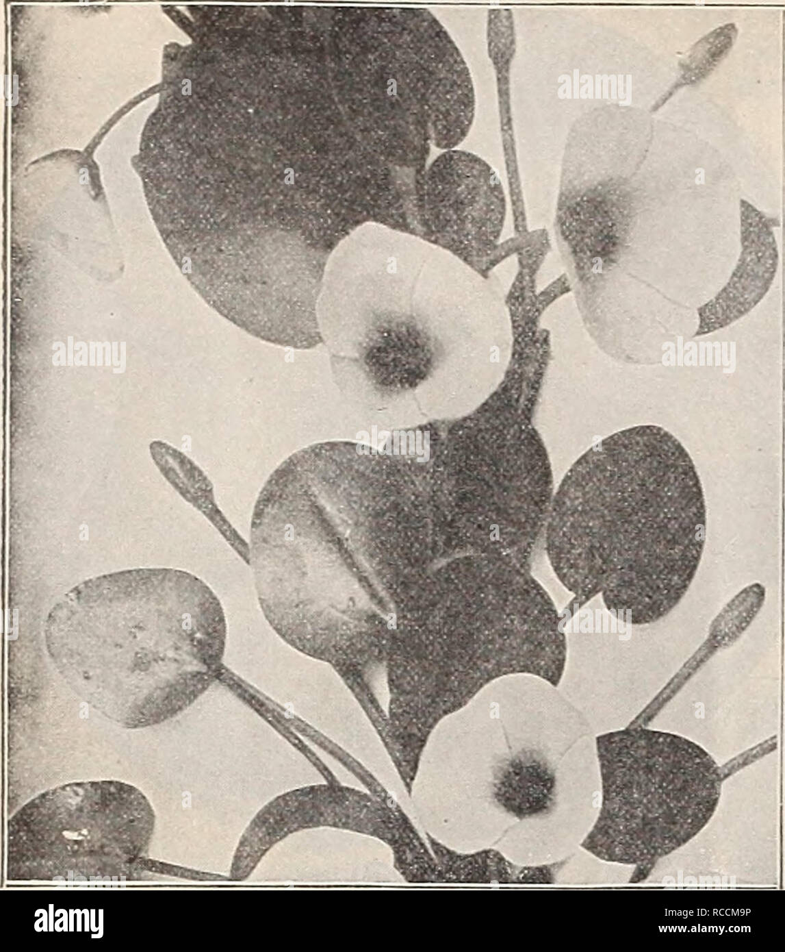 . Dreer's 1909 garden book. Seeds Catalogs; Nursery stock Catalogs; Gardening Equipment and supplies Catalogs; Flowers Seeds Catalogs; Vegetables Seeds Catalogs; Fruit Seeds Catalogs. 242 ! HENETA DREERfflllAKLPHIAfAW/WATER LILIES™ AQUATICS. LlMNOCHARIS HUMBOLDTI (WaTEH POPPY). (Offered on next Page.) Miscellaneous Aquatics, Varieties marked * are hardy. * Acorus Japonica Variegata ( Variegated Sweet Flag) One of the finest variegated plants in cultivation. 25 cts. each ; §2.50 per doz. * — GramineuS Variegatus. Dwarf-growing with leathery leaves, beautifully margined with white; handsome plan Stock Photo