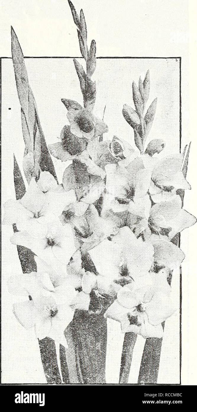 . Dreer's 1948 - our 110th year. Seeds Catalogs; Nursery stock Catalogs; Gardening Equipment and supplies Catalogs; Flowers Seeds Catalogs; Vegetables Seeds Catalogs; Fruit Seeds Catalogs. Dreer's Select GladloluS i Gladiolus are very important garden flowers. They are easy to grow, requiring a well-drained soil and a sunny situation. Plant the bulbs after all danger of frost is passed and cover with 3 to 5 inches of fine soil. The corns will last for years if stored frostproof over winter. Six Beautiful Newer GladioSus 46-102 Abu Hassan. Deep velvety violet-blue flowers, well arranged on tall Stock Photo