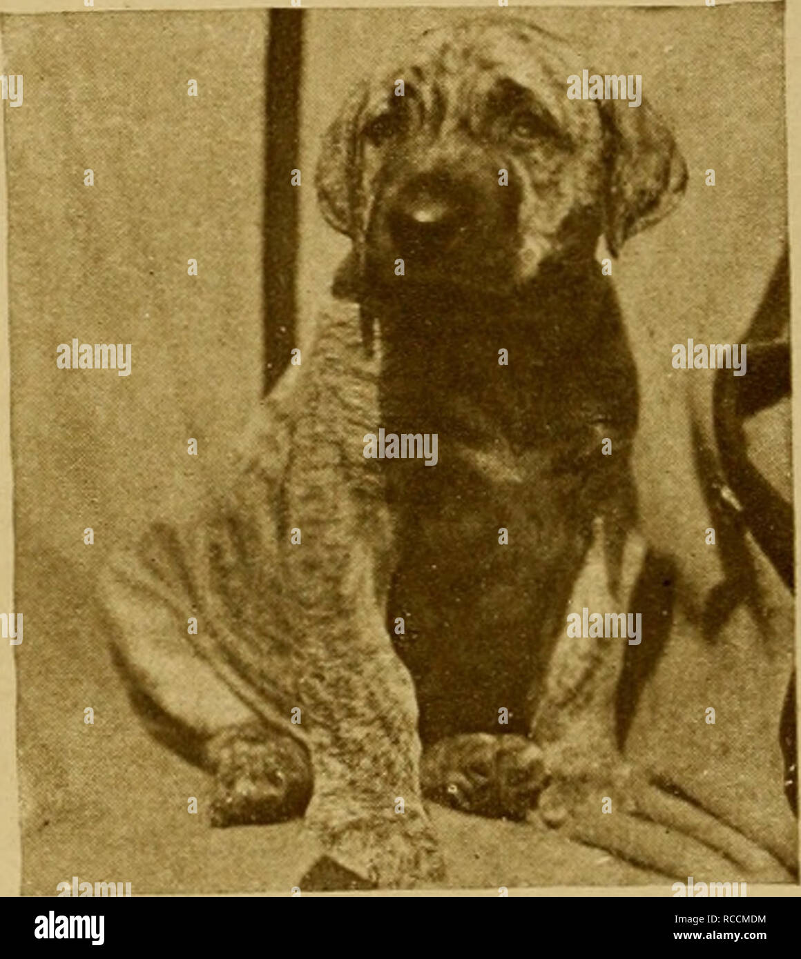 retriever dog kennel company